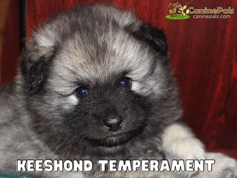 Keeshond Puppy