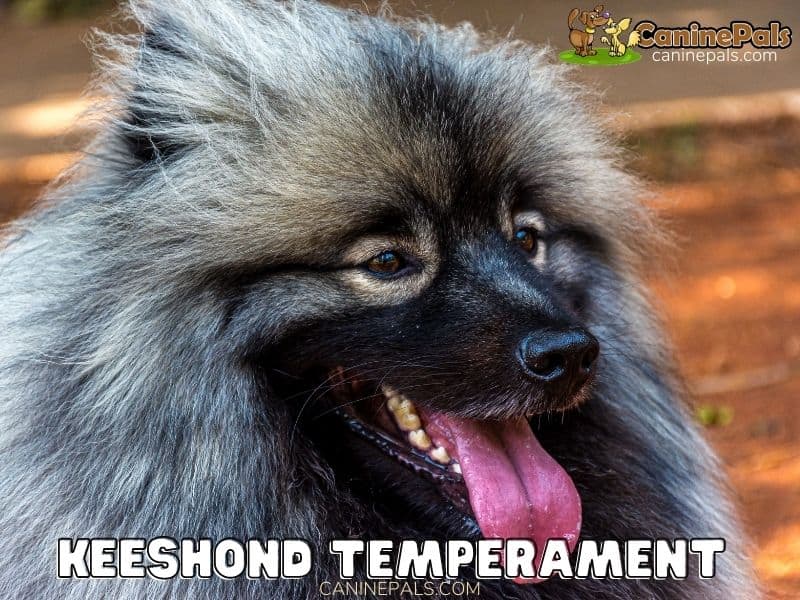 Keeshond Temperament Facts