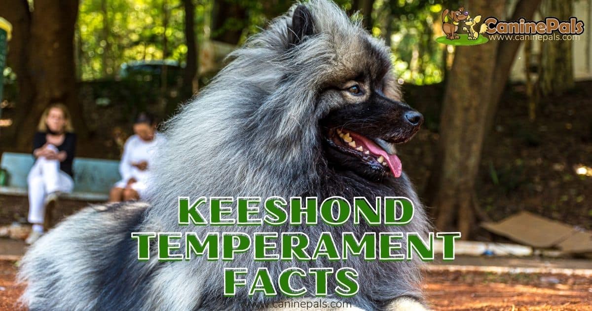 Keeshond Temperament Facts