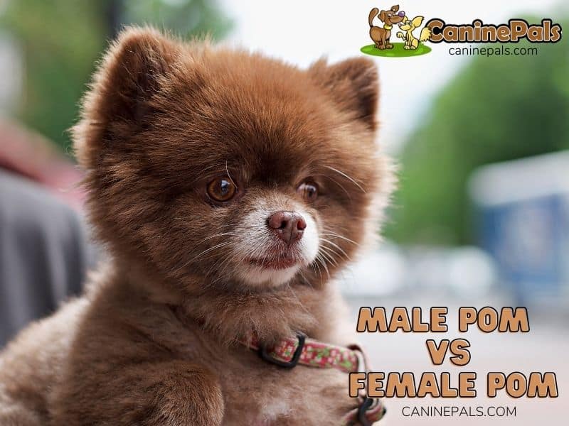 Male Pomeranian Vs Female Pomeranian