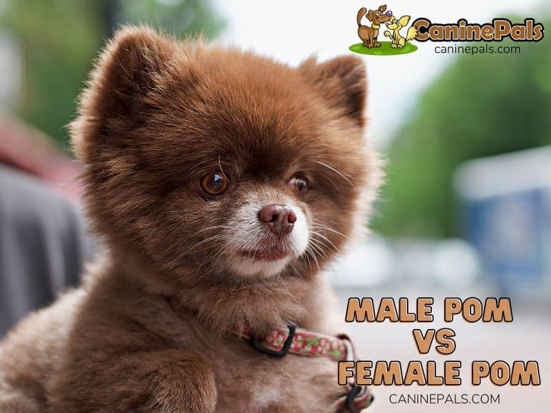 are male or female pomeranians better