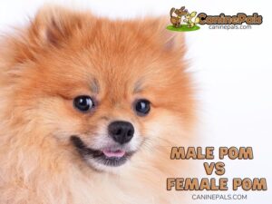 Male Pomeranian Vs Female Pomeranian