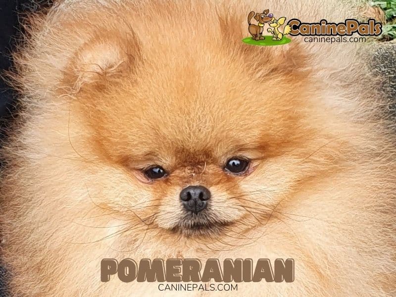 Pomeranian 