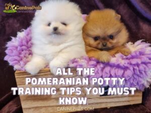 All the Pomeranian Potty Training Tips Owners Must Know