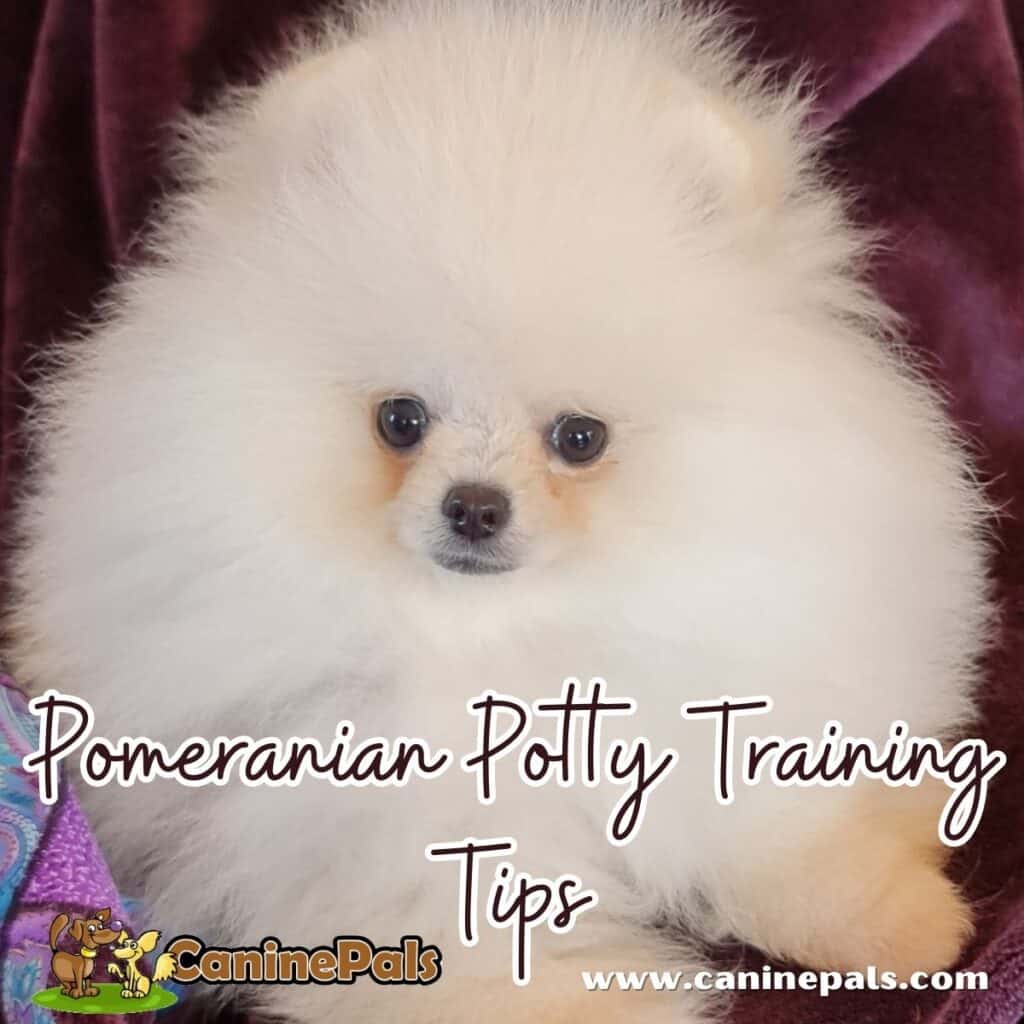 All the Pomeranian Potty Training Tips Owners Must Know - Canine Pals