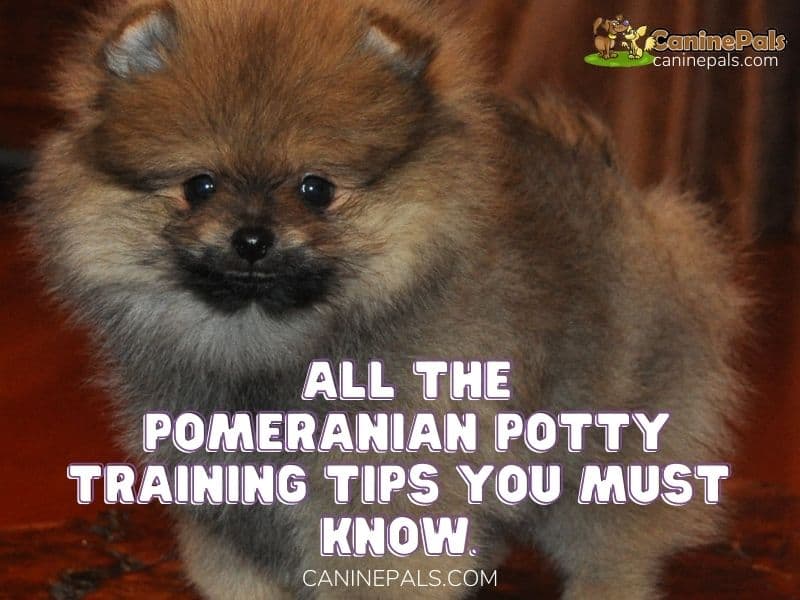 Pomeranian Potty Training 