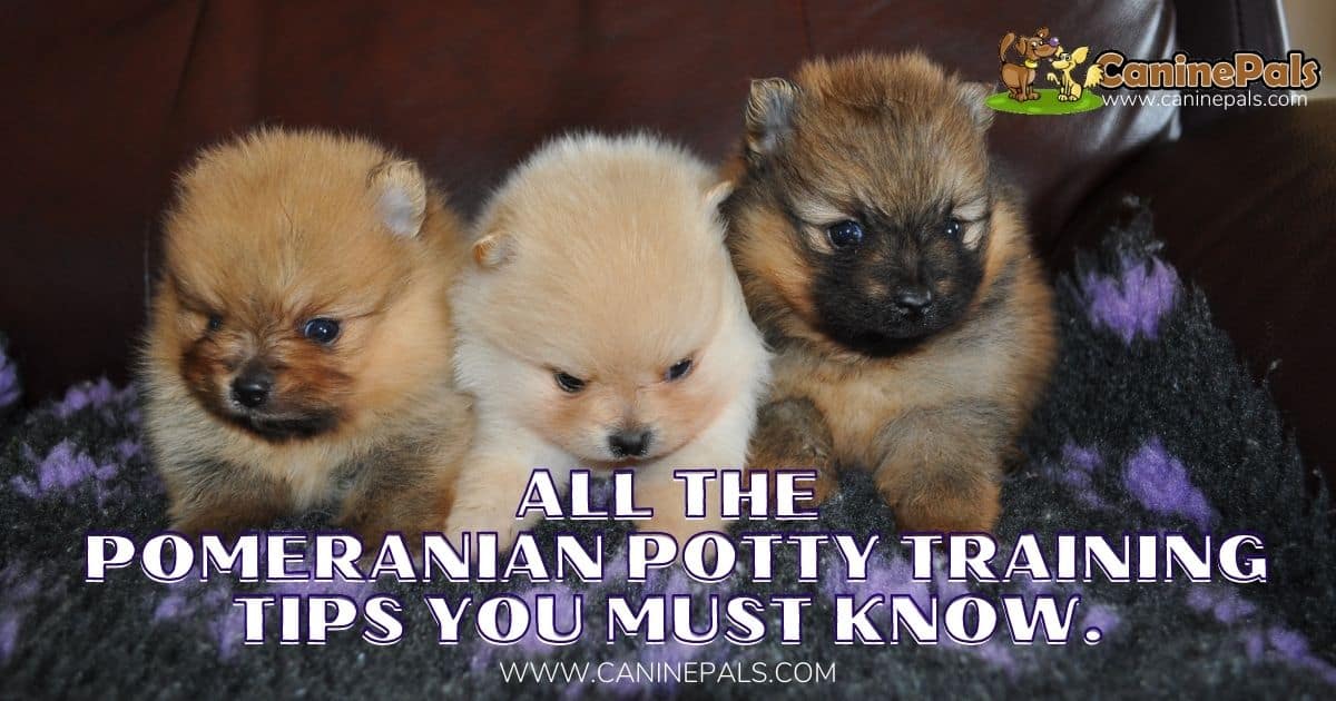 How Do You Potty Train A Pomeranian Puppy