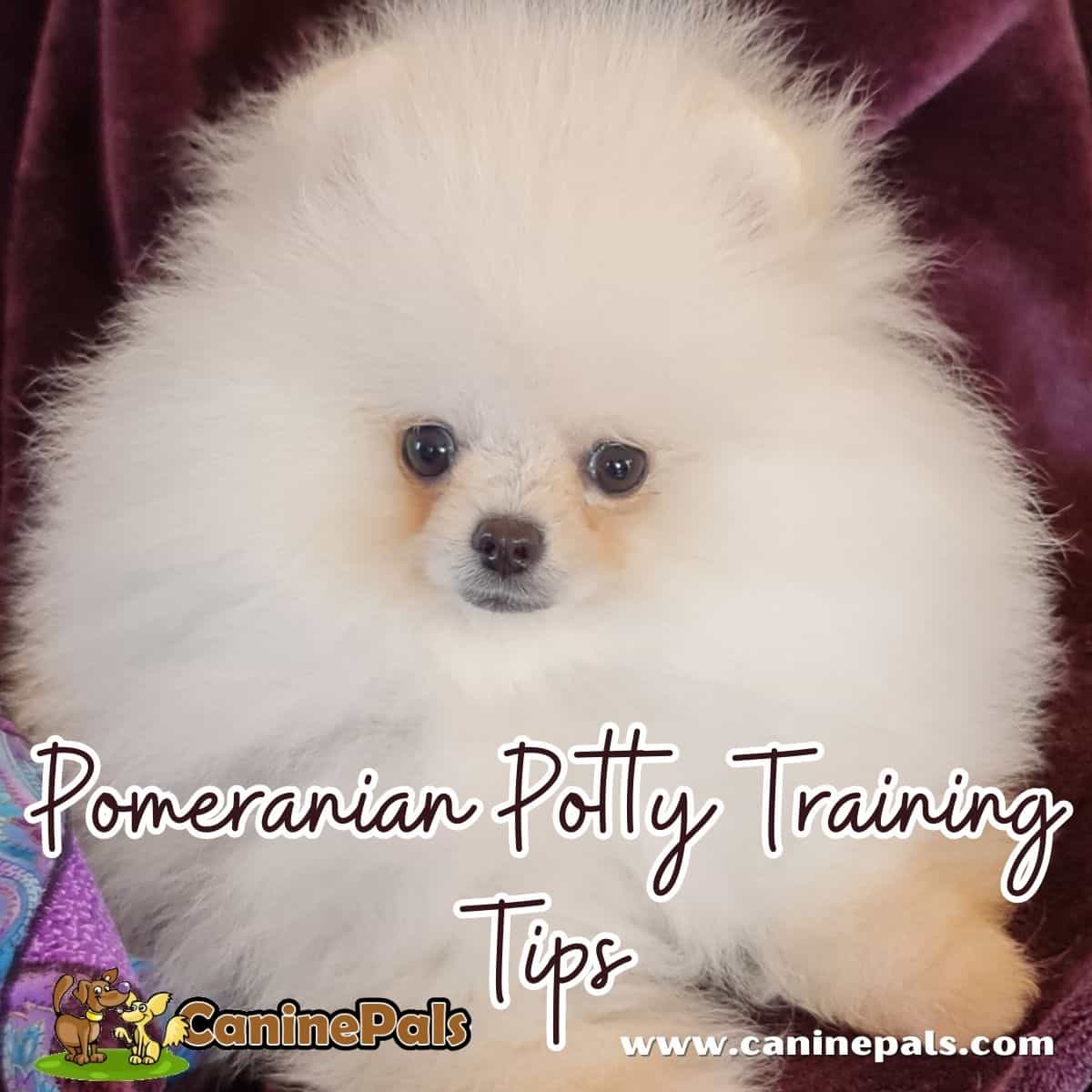 Creamy White Pomeranian Puppy