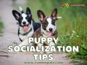 Puppy Socialization Tips