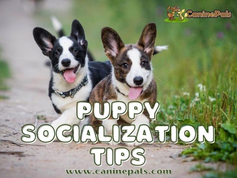 A complete Guide to Puppy Socialization Puppy Socialization Canine Pals