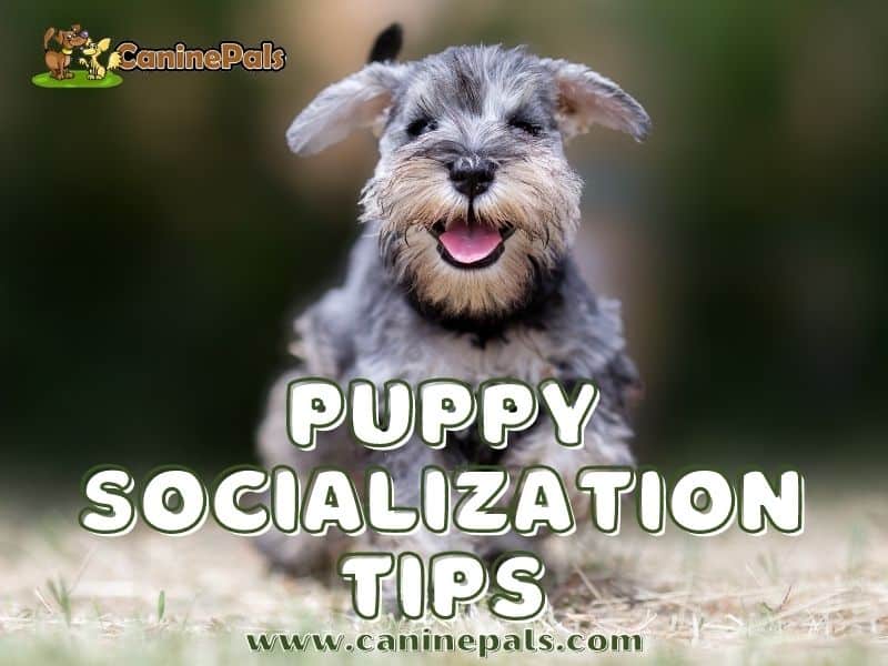 Puppy Socialization Tips