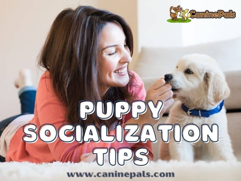 Puppy Socialization Tips