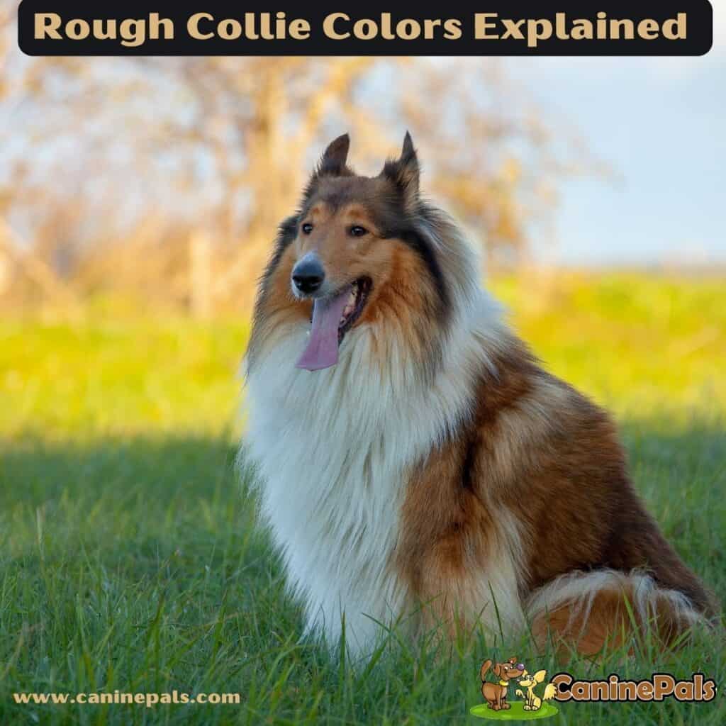 Smooth and Rough Collie Colors Explained in Detail - Canine Pals
