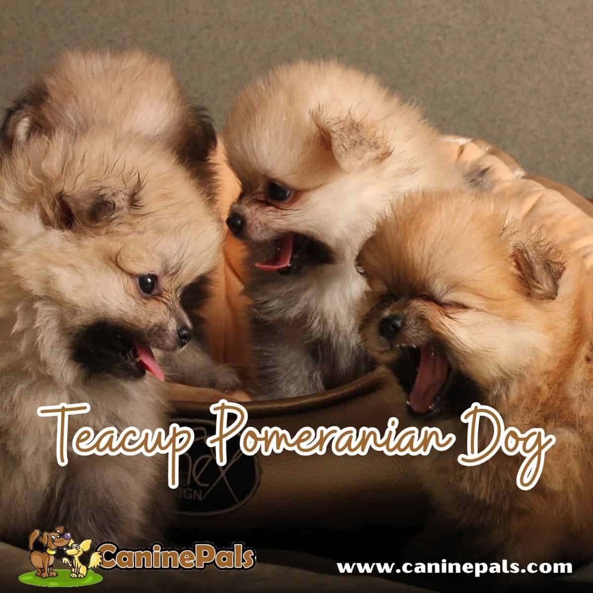 Teacup Pomeranian Dog Guide | Uncover the Facts with CaninePals.Com 