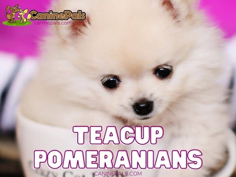 Teacup Pomeranian Dogs