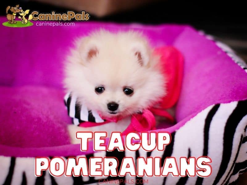 newborn teacup pomeranian