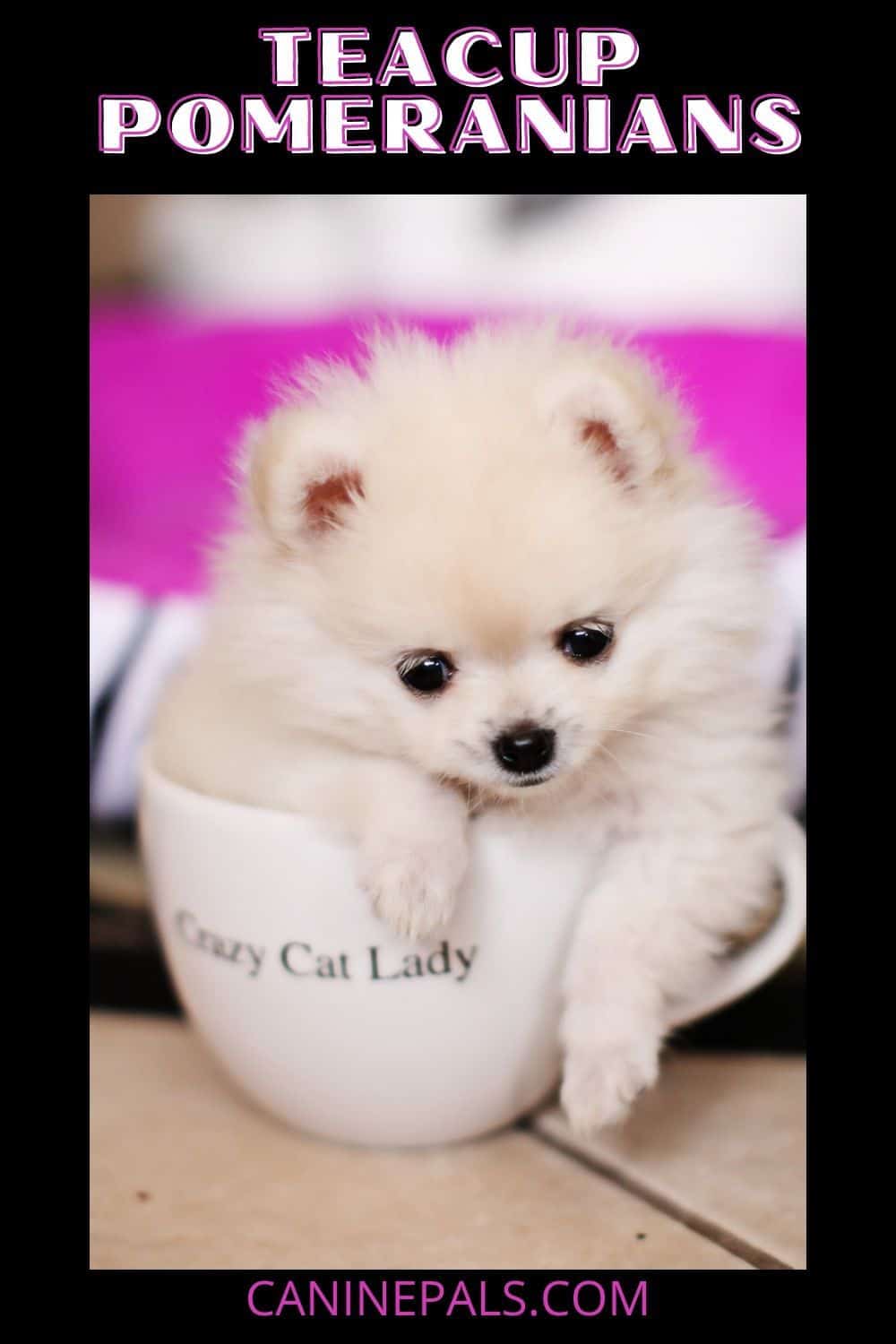 Teacup Pomeranian Dogs