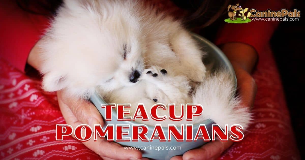 Teacup Pomeranian Dogs