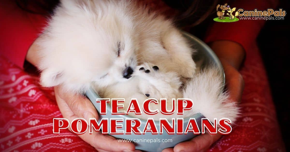 do teacup pomeranians bark a lot