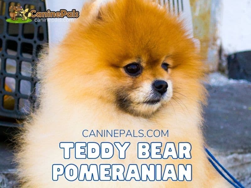 Teddy Bear Pomeranian