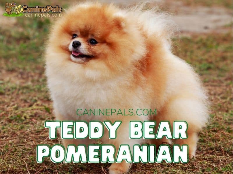 pomeranian bear face