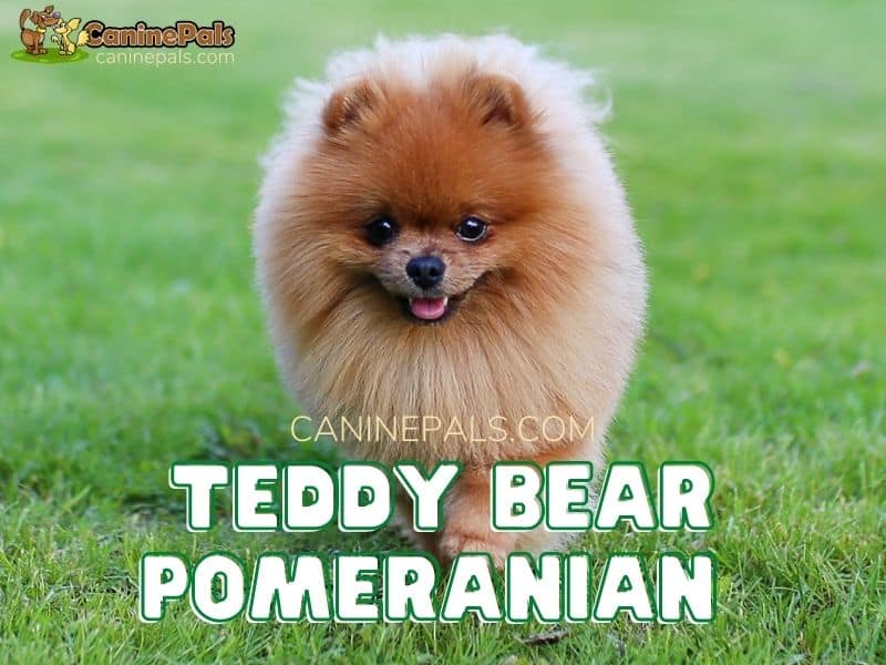 bear face pomeranian