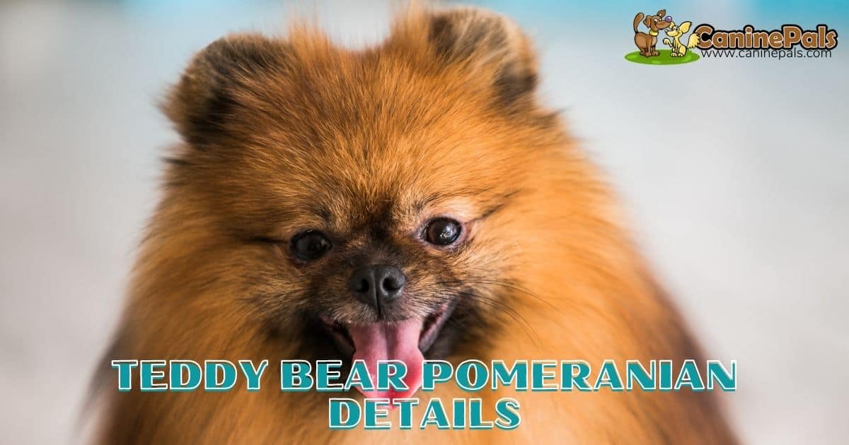 what is the difference between a pomeranian and a teddy bear pomeranian