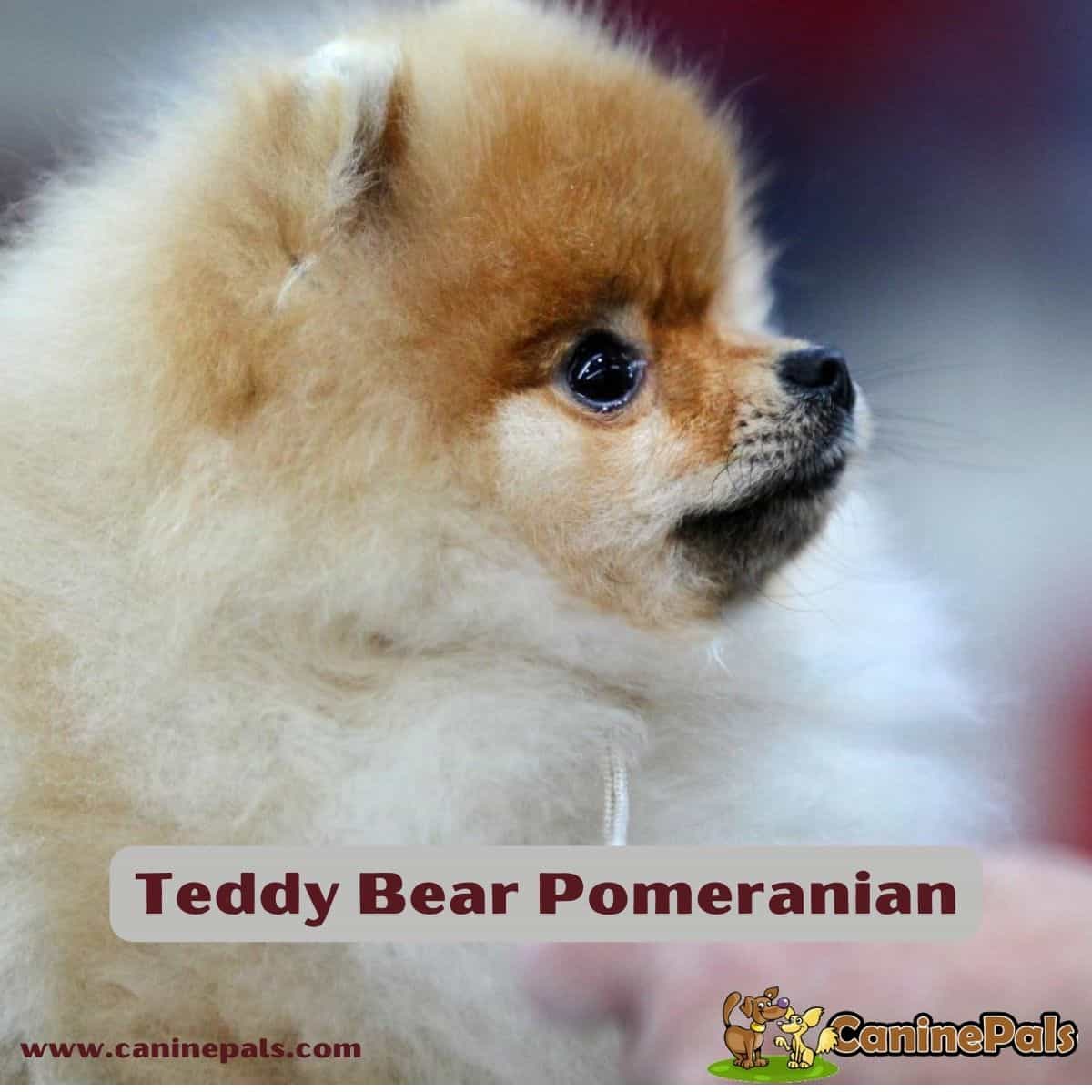 Teddy Bear Face Pomeranian