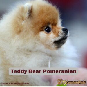 Teddy Bear Pomeranian Details