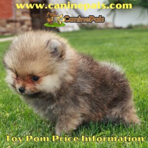 Toy Pom Price Information and Pomeranian Puppy Facts