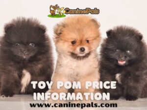 Toy Pom Price