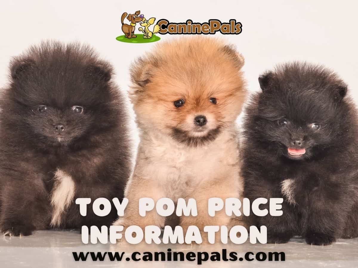 Toy Pom Price 