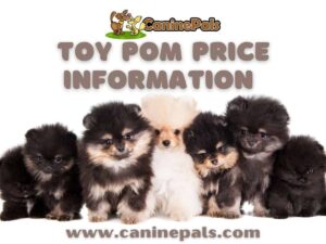 Toy Pom Dog Price