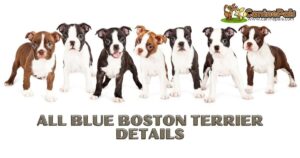 All Blue Boston Terrier Details