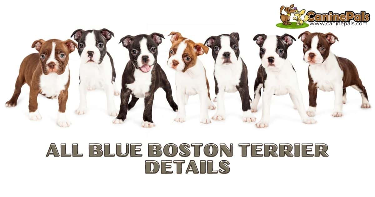 Do Blue Boston Terriers Have Health Problems