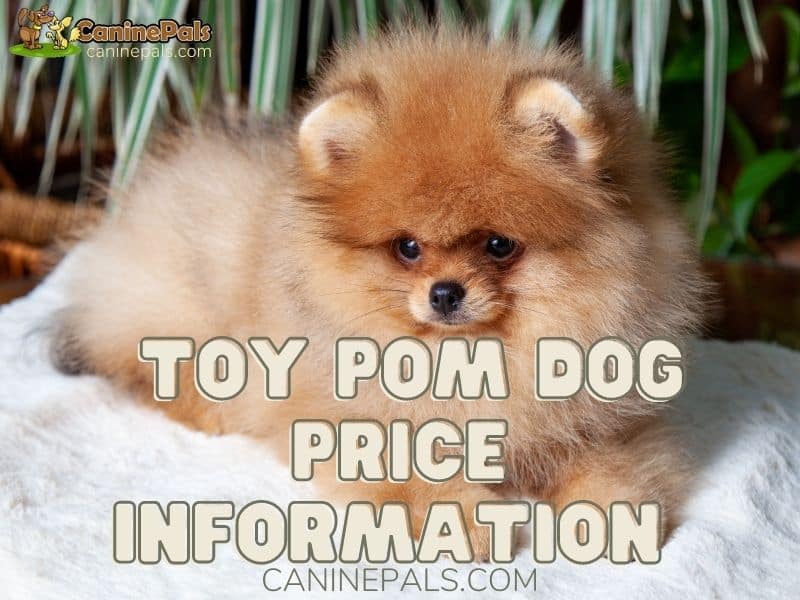 Toy Pom dog price Information