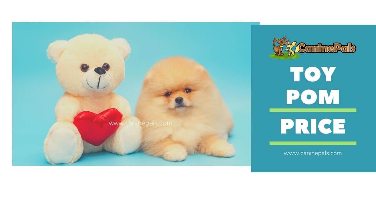 Toy Pom Price