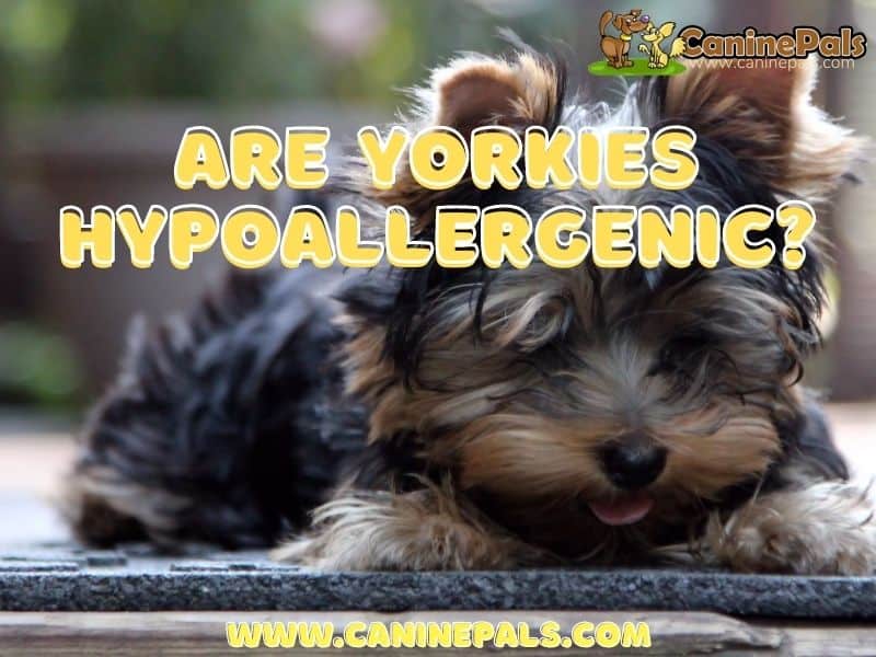Are Yorkies Hypoallergenic?