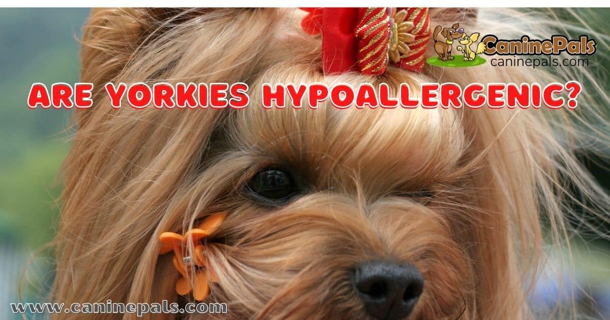 Are Yorkies Hypoallergenic?