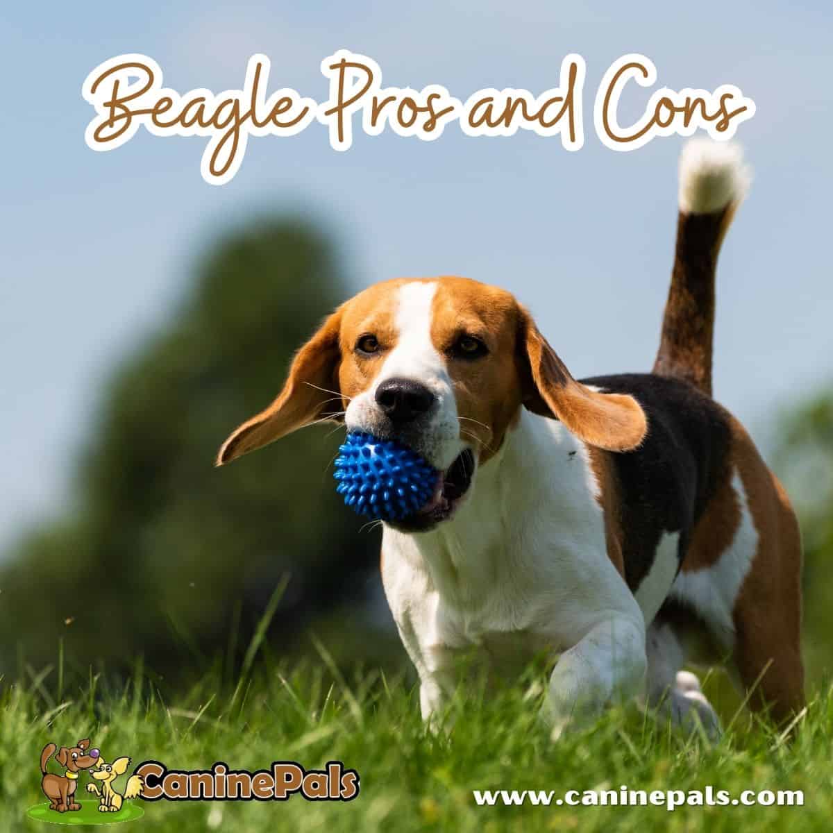 Beagle Pros and Cons