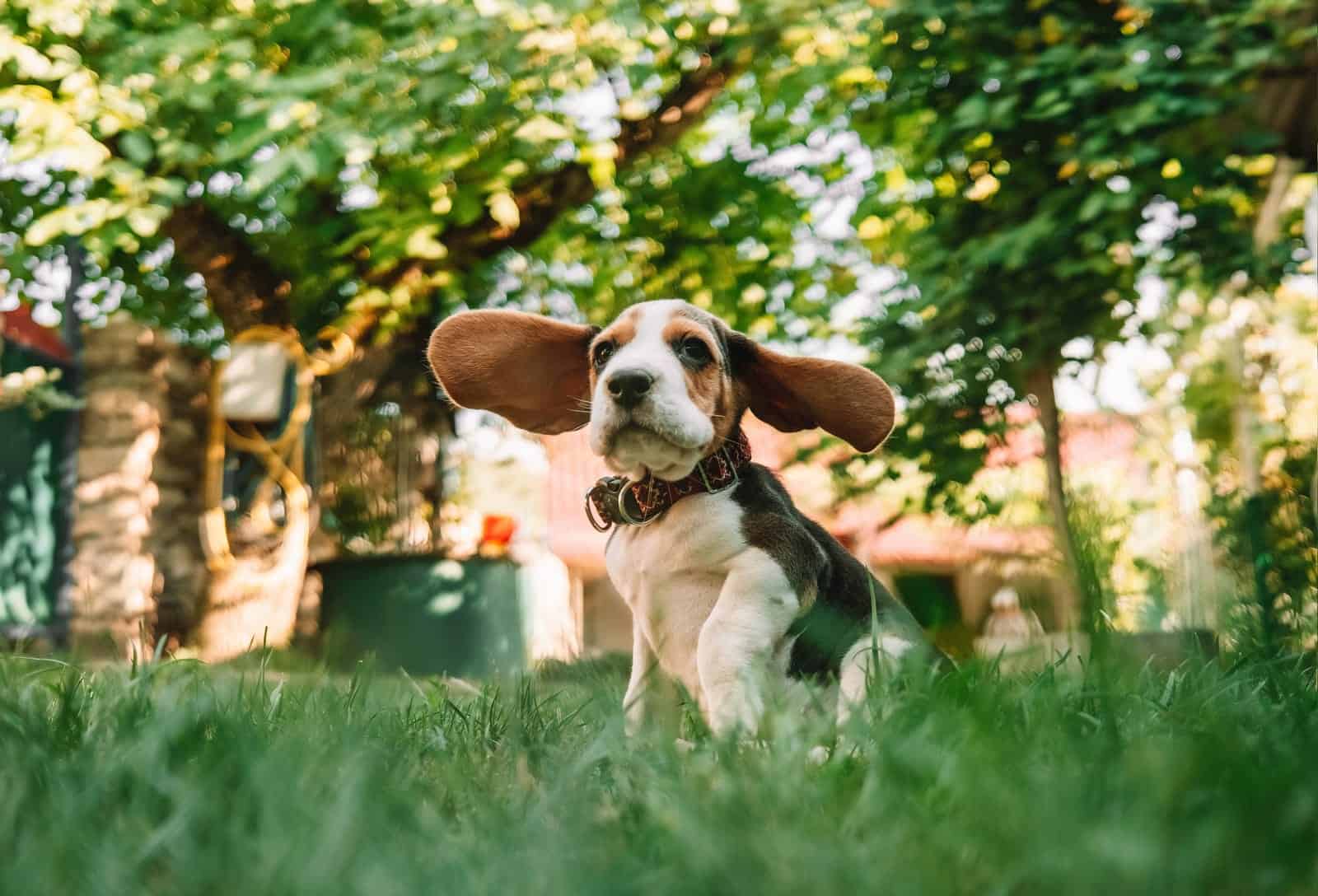 Beagle puppy