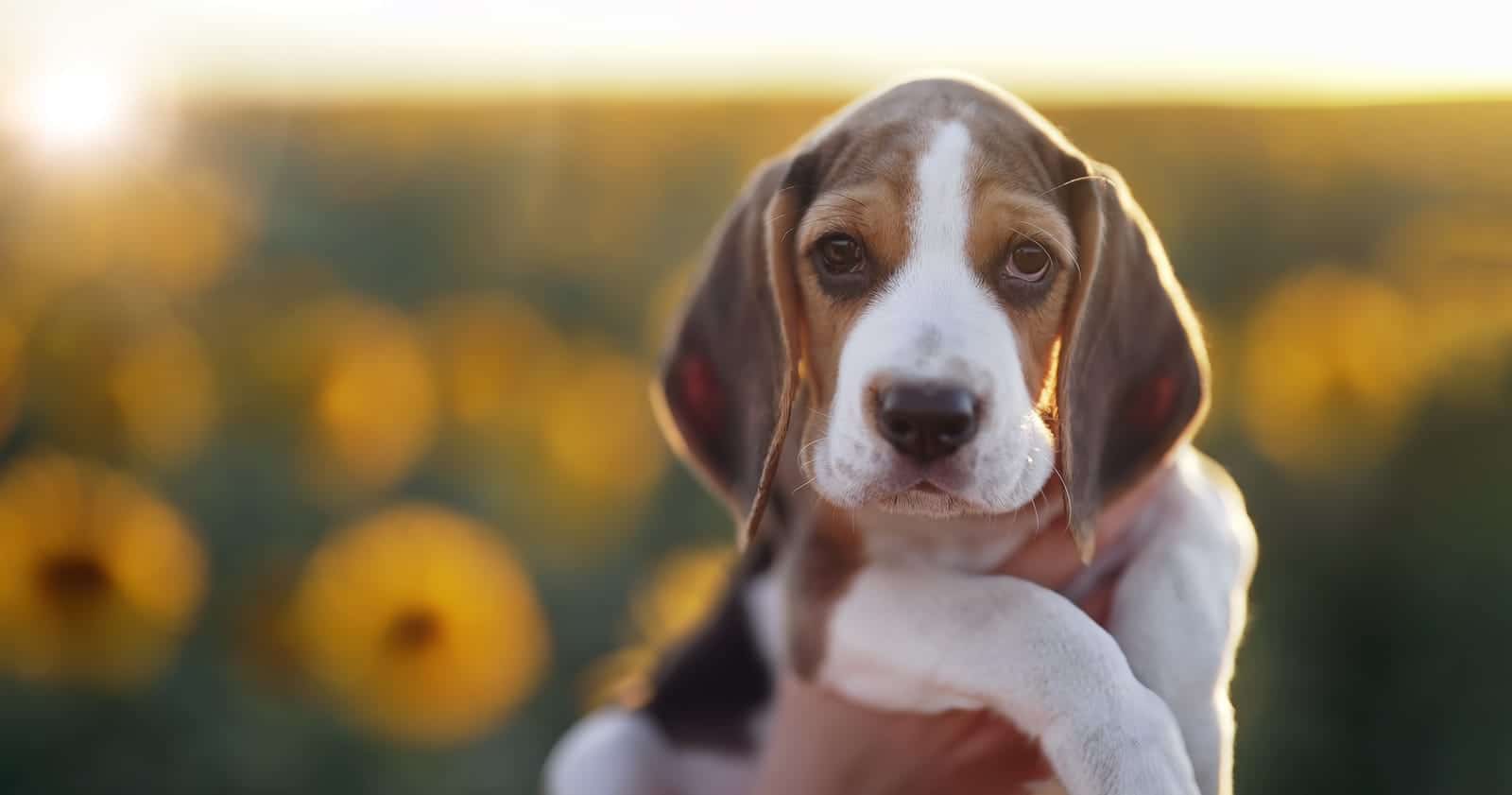 Beagle puppy