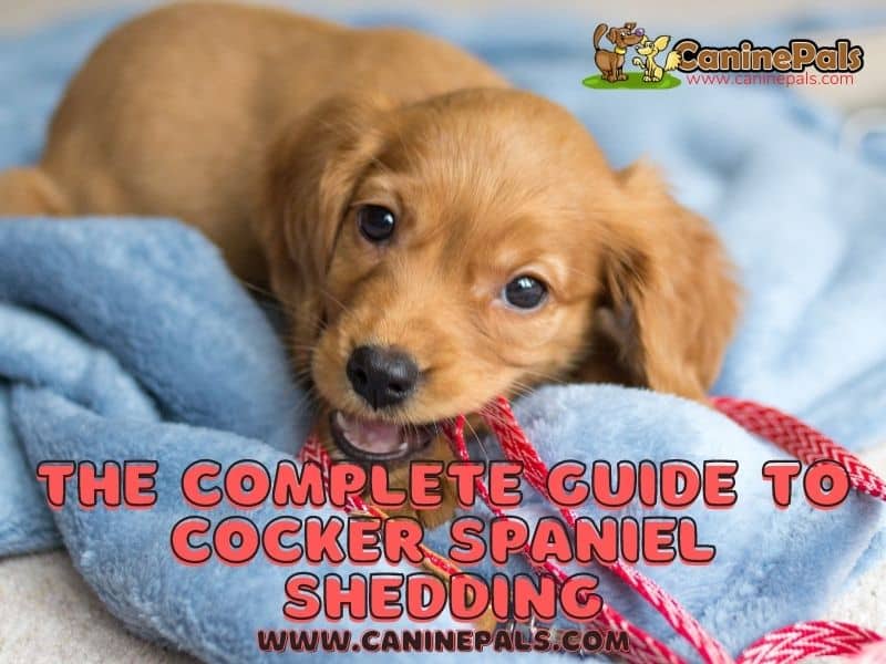 Do Cocker Spaniels Shed? What Owners Need to Know