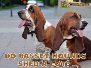 Do Basset Hounds Shed a Lot?