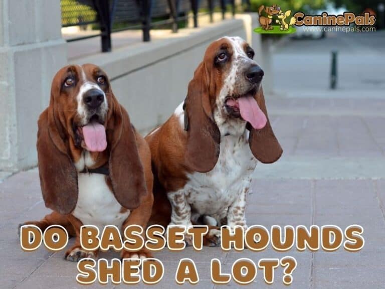 Do Basset Hounds Shed a Lot? Basset Hound Shedding Explained Canine Pals