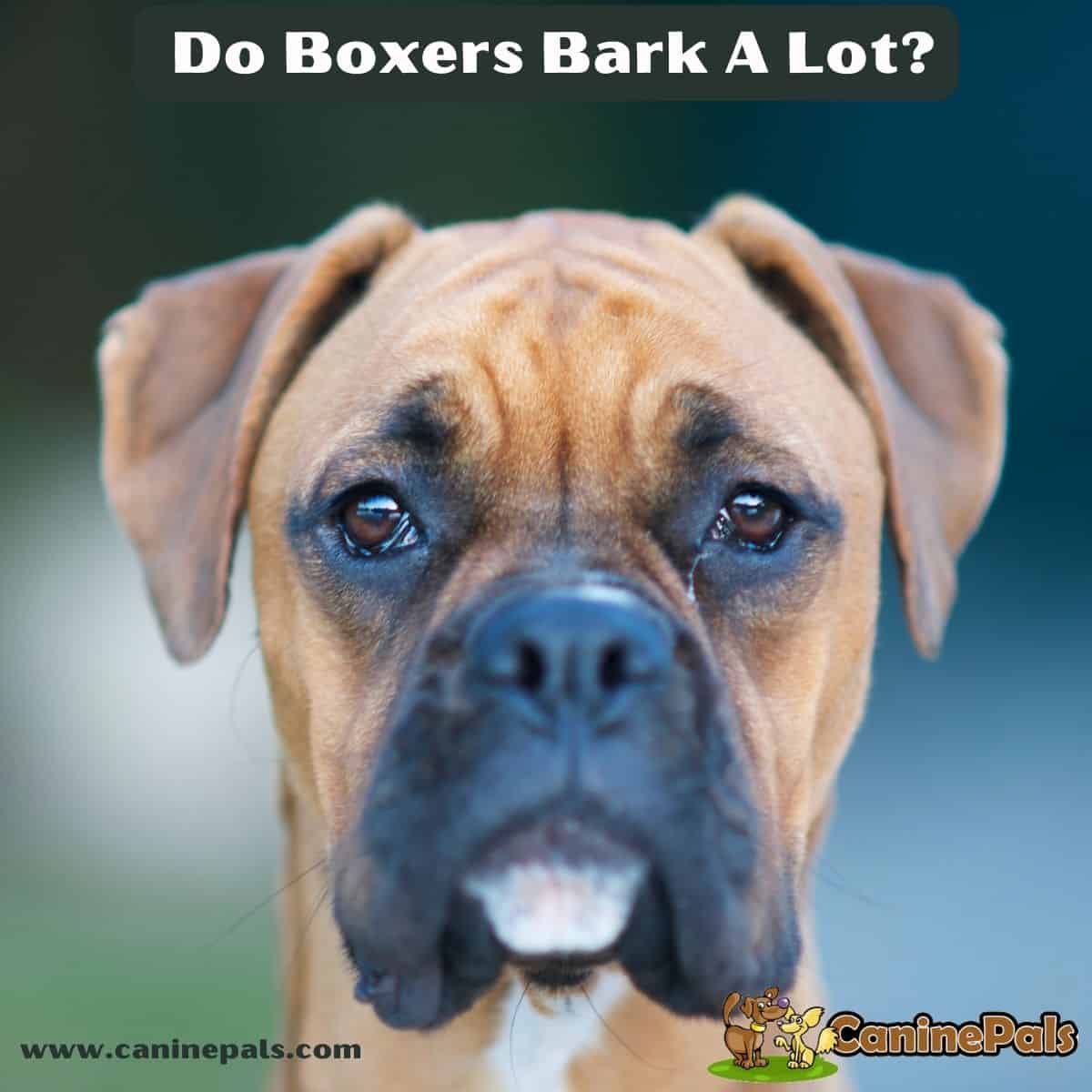 Do Boxers Bark a Lot?