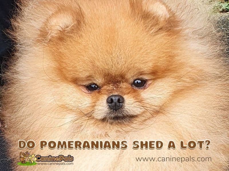 Do Pomeranians Shed A Lot?