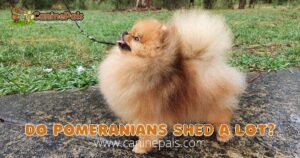 Do Pomeranians Shed A Lot?