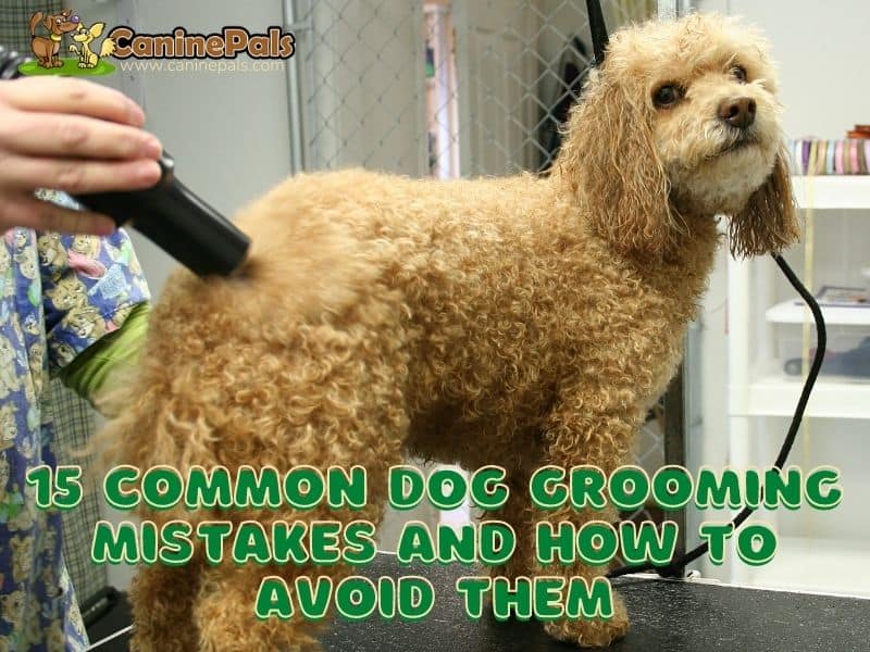 15 Common Dog Grooming Mistakes and How to Avoid Them