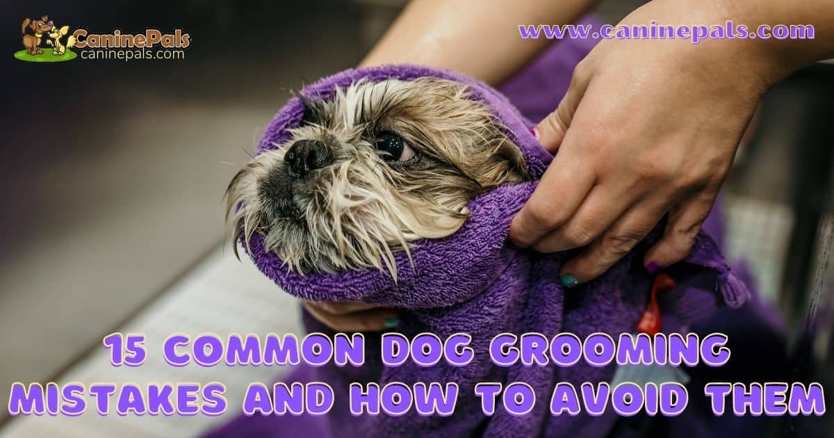 15 Common Dog Grooming Mistakes and How to Avoid Them